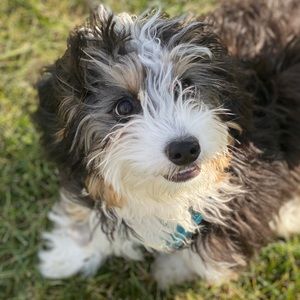 Meet your Posher, Abigail